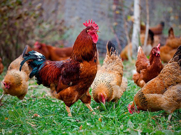 Породы куриц | ЗооТом - продажа, вязка и услуги для животных в Кизляре