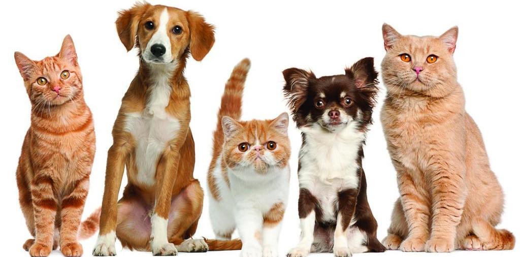 Доска объявлений о животных | ЗооТом - продажа, вязка и услуги для животных в Кизляре