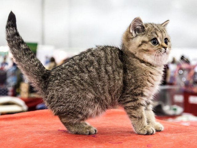 Породы кошек в Кизляре | ЗооТом портал о животных