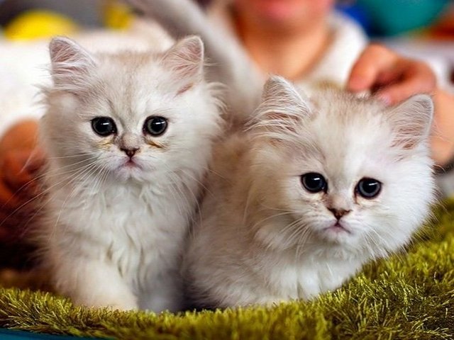 Породы кошек в Кизляре | ЗооТом портал о животных