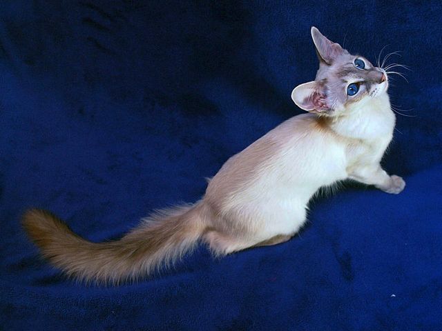 Выведенные породы кошек в Кизляре | ЗооТом портал о животных