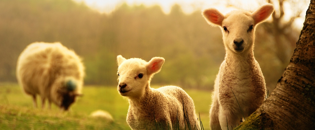 Объявления о сельскохозяйственных животных | ЗооТом - продажа, вязка и услуги для животных в Кизляре