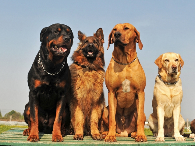 Крупные породы собак в Кизляре | ЗооТом портал о животных