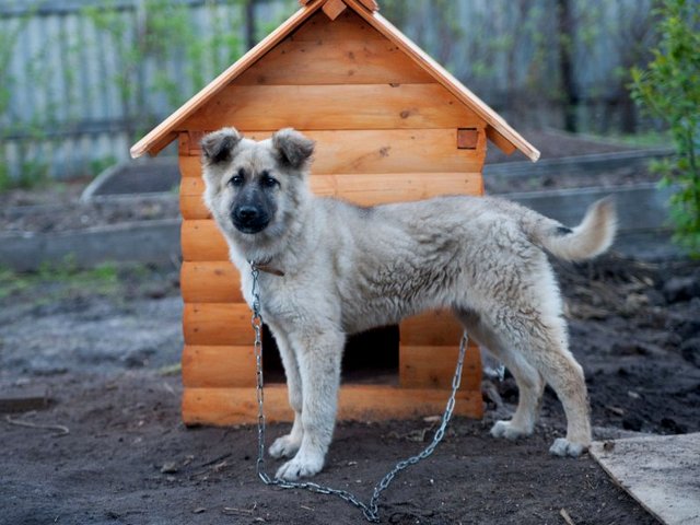 Все о собаках в Кизляре